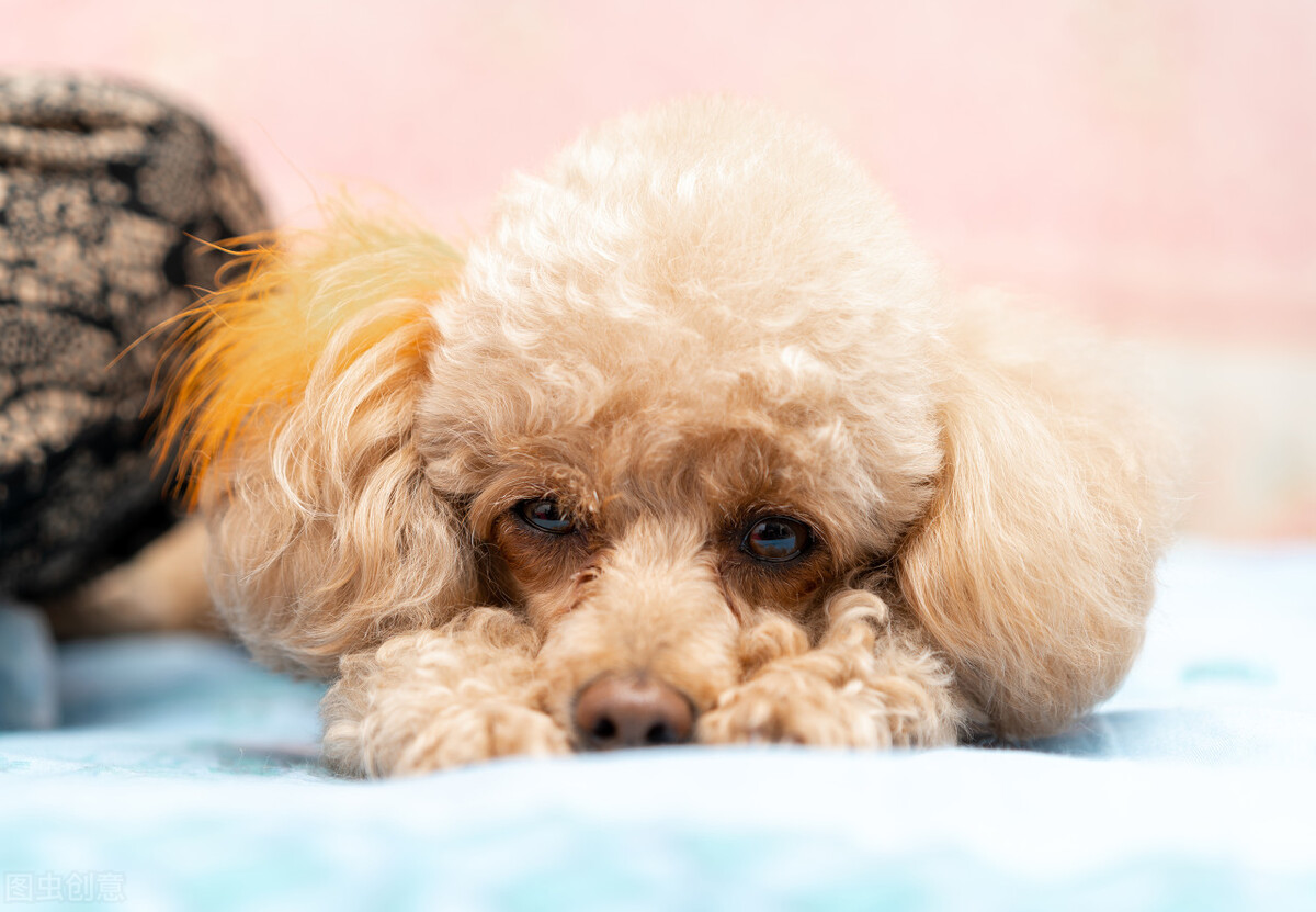 养狗注意事项狗狗呕吐是怎么回事,养狗须知泰迪最害怕的七件事