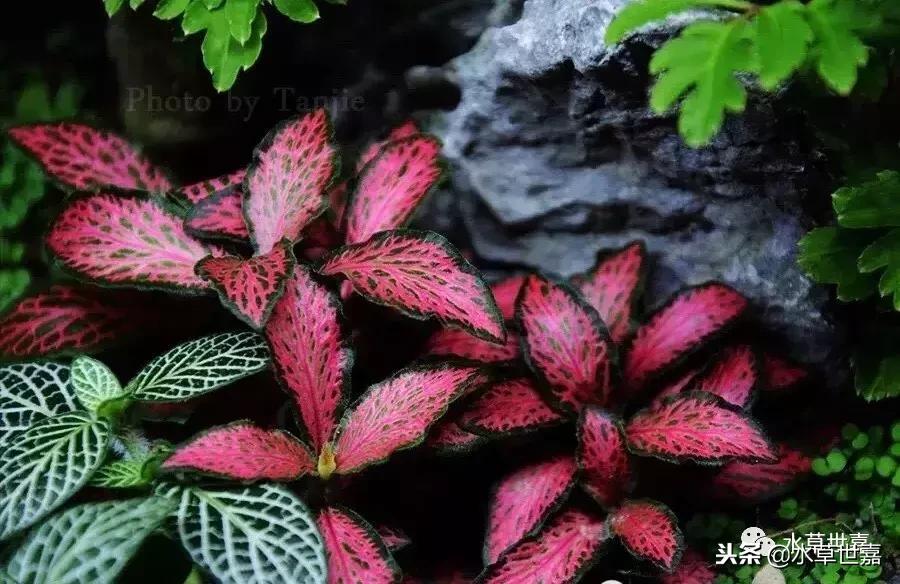 30cm水陆缸适合养什么,水陆缸植物前景中景后景搭配介绍