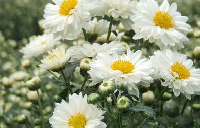 重阳祭祖，怎少得了这些简单好学的花样菊花酒！（内附配方）