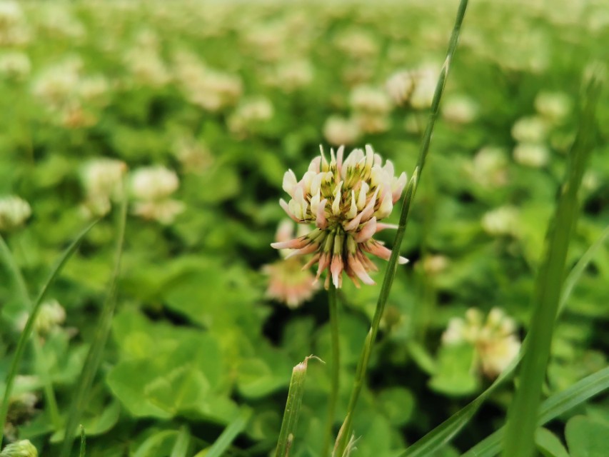 青岛高新区的公园让人们享受,青岛有个特别美的地方