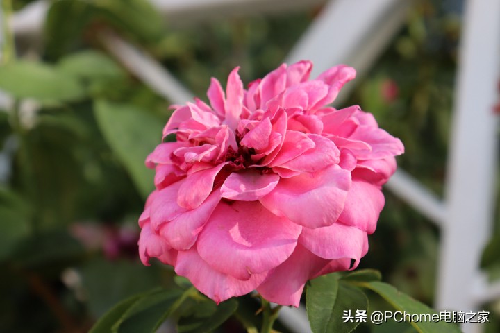 佳能canoneos200dii二代参数,佳能eos200d2ii二代入门级单反