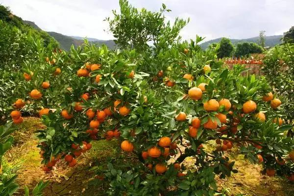 沙糖桔低迷句子,今年年后沙糖桔行情会有好转吗