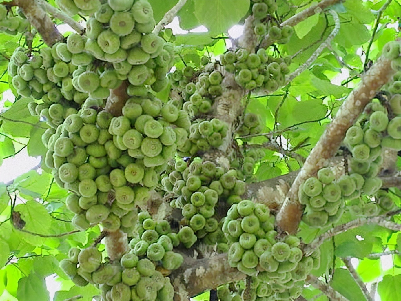 百种果子简介,百种果实图片