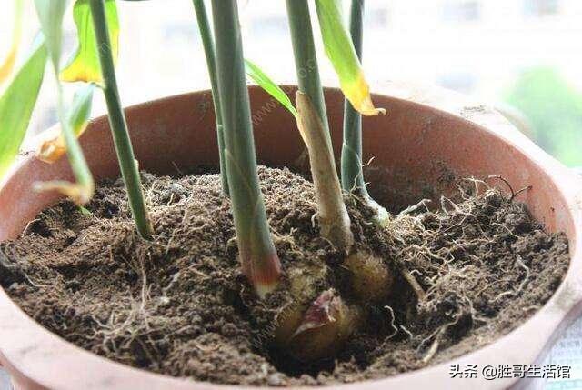 生姜发芽后要盖土吗,生姜埋土里一般多少天会发芽