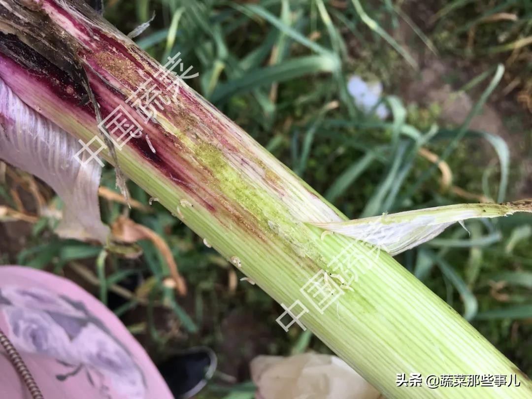 大蒜根蛆治疗方法,蒜蛆治不住大蒜还会长吗