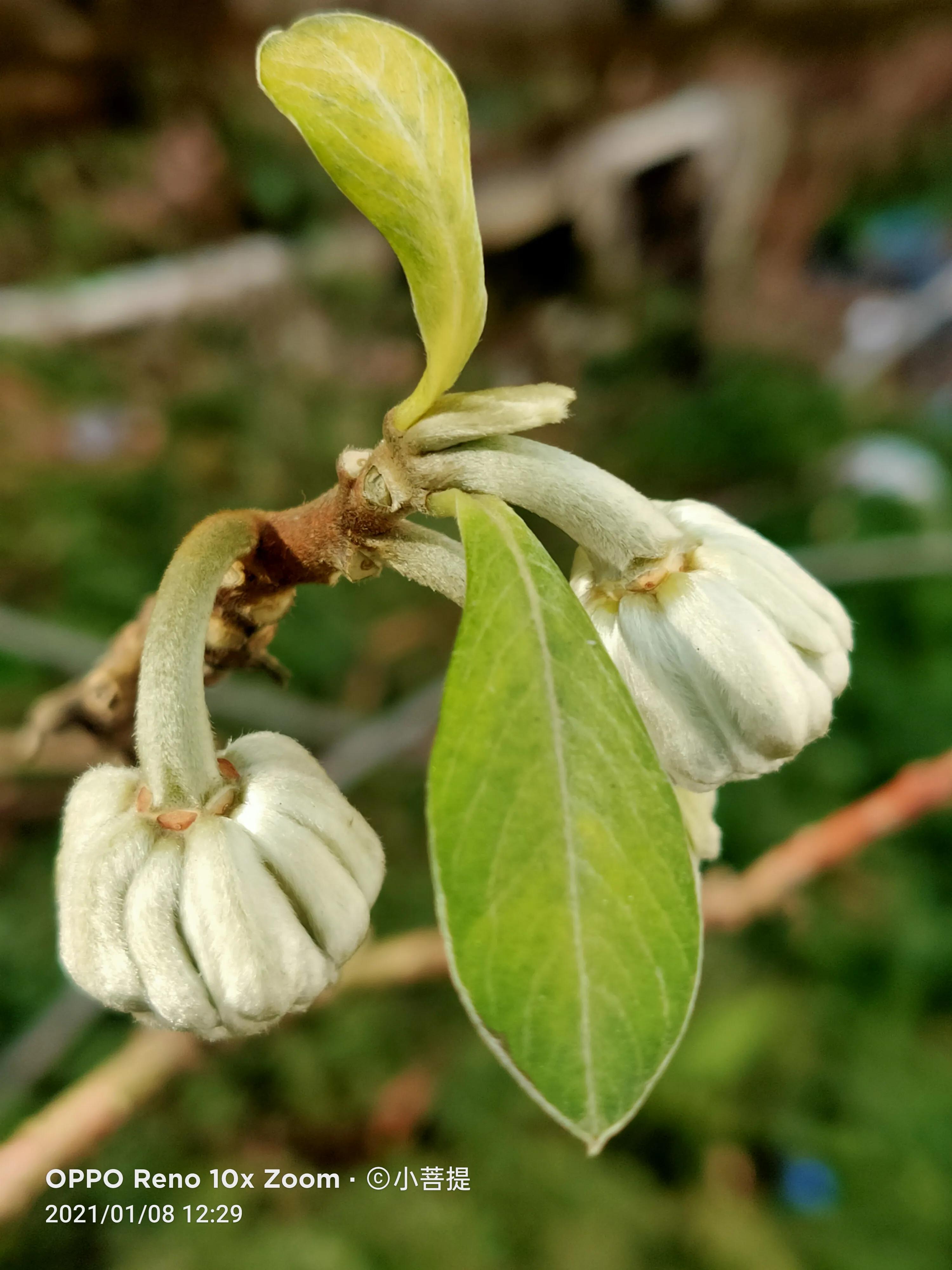 这就是爱情树，若在枝上打两个同向的结，就能得到甜蜜爱情和幸福