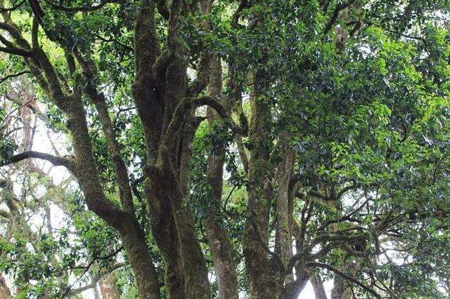 云南冰岛古树普洱茶的特点,冰岛古树普洱茶台地茶区别