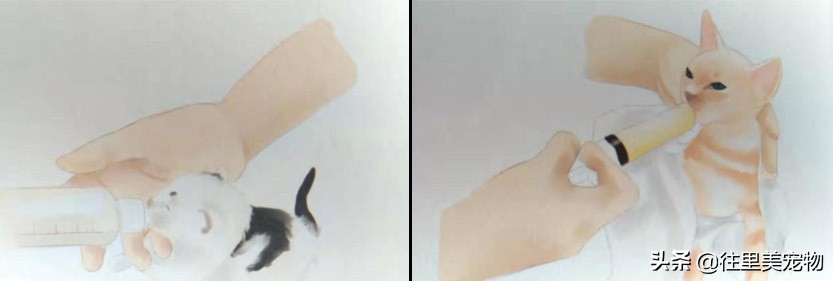 短腿小奶猫需要注意什么,小奶猫呆萌的样子真的心都化了