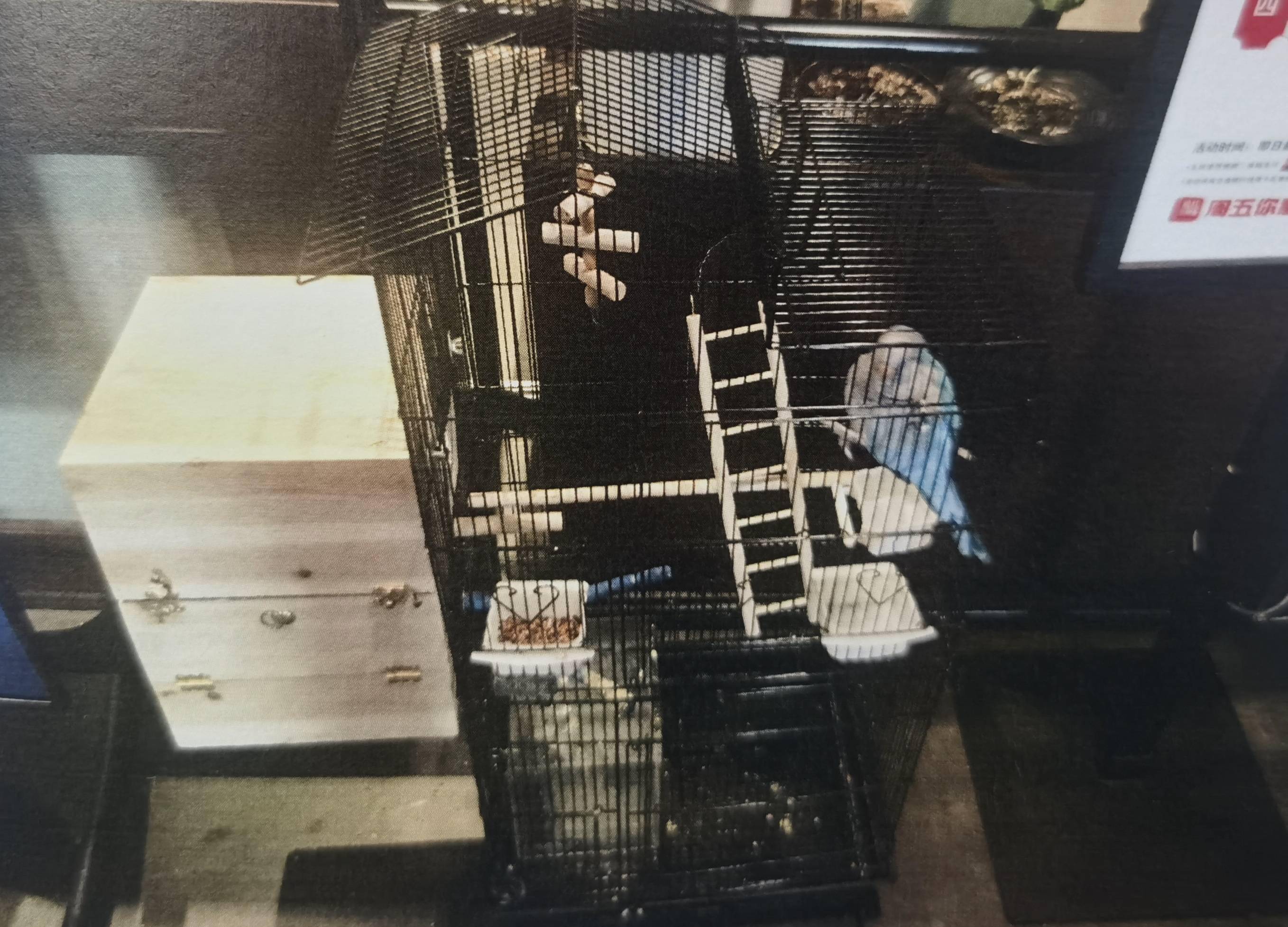 为装饰餐厅花八千买两只鹦鹉,店长经理被判一年六个月缓刑两年