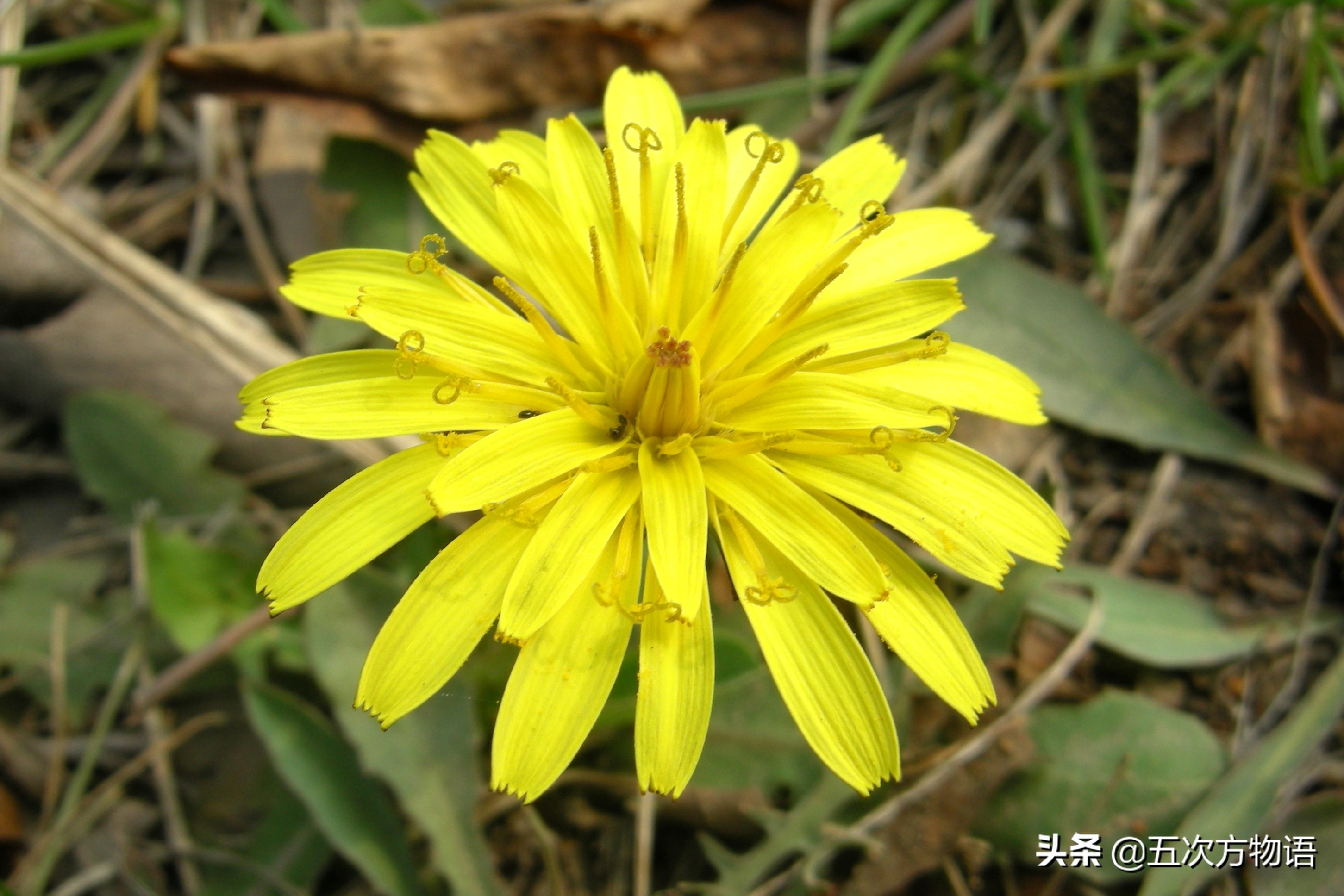 蒲公英泡水喝的利与弊你了解多少,关于蒲公英的知识科普