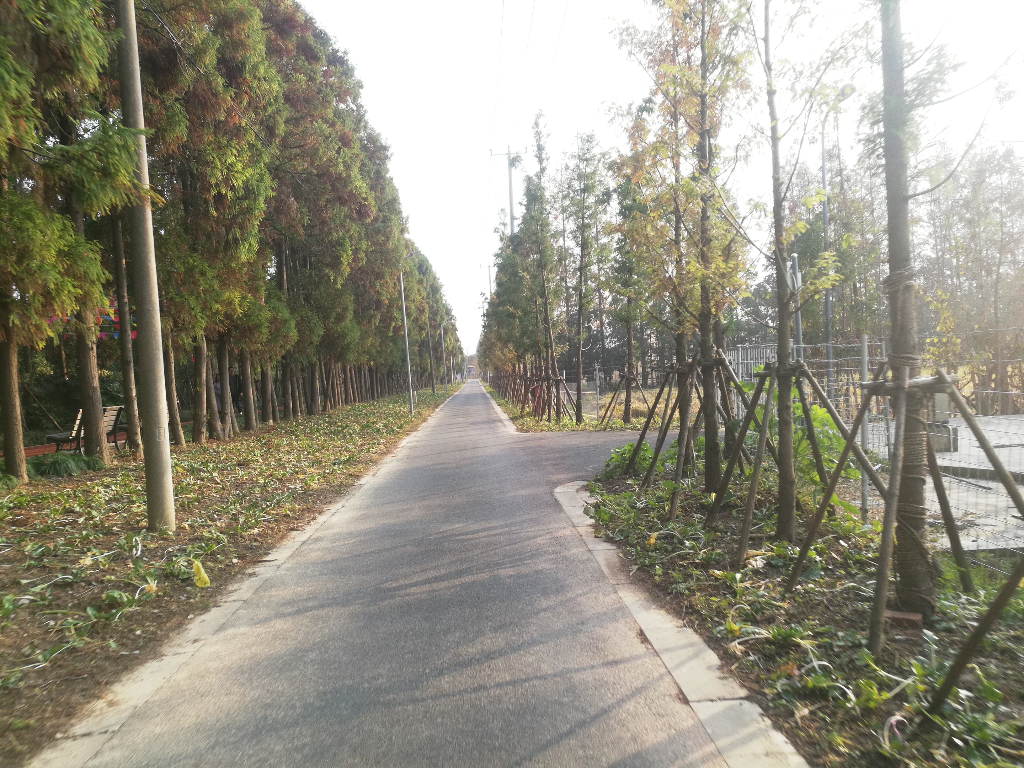 上海长兴岛郊野公园可以看见海吗,长兴岛郊野公园离上海站有几公里