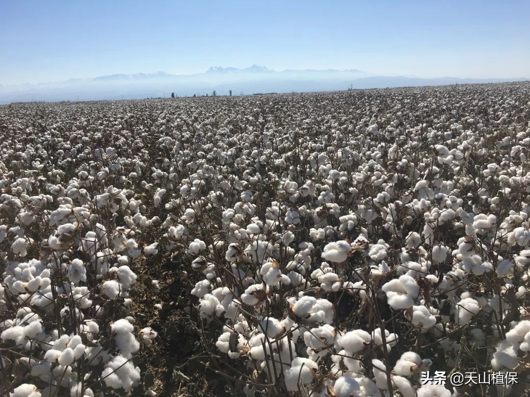 棉籽收购机价格表,去籽棉花价格最新行情