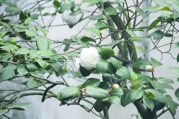 懒人山茶花,山茶花日常