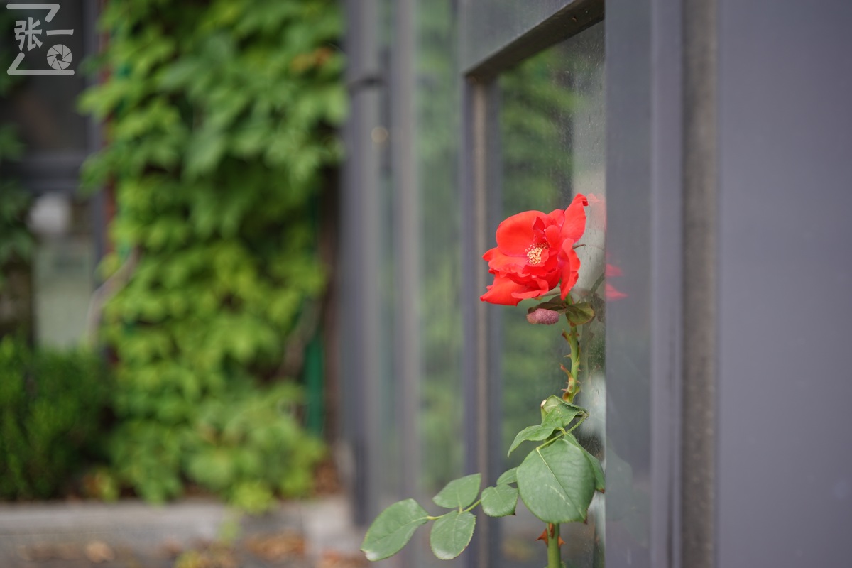 适合索尼a7m4的50定焦镜头测评,索尼a7m4镜头24-105f4测评