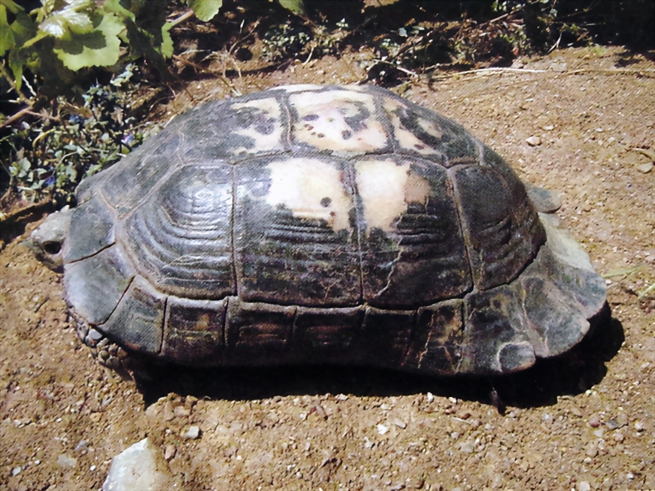 龟类大百科,大眼睛龟类