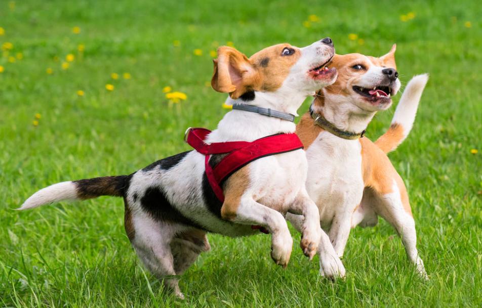 养狗内行人才知道的养狗诀窍,养狗10年的讲究