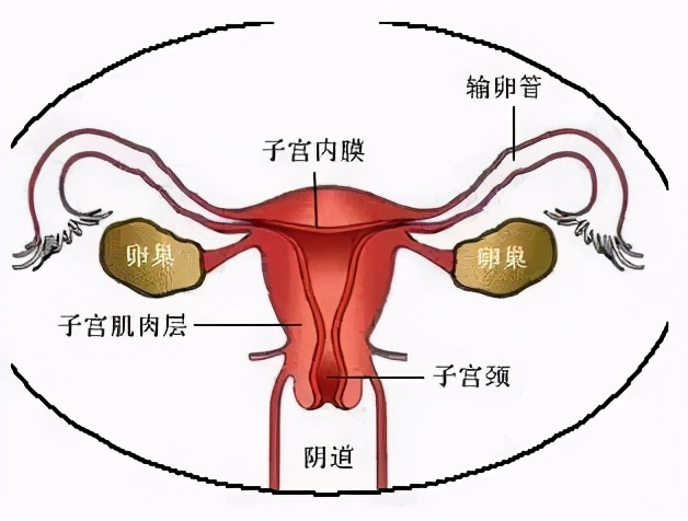 为啥啪啪啪过的女性,90%都会“喉咙”发炎?