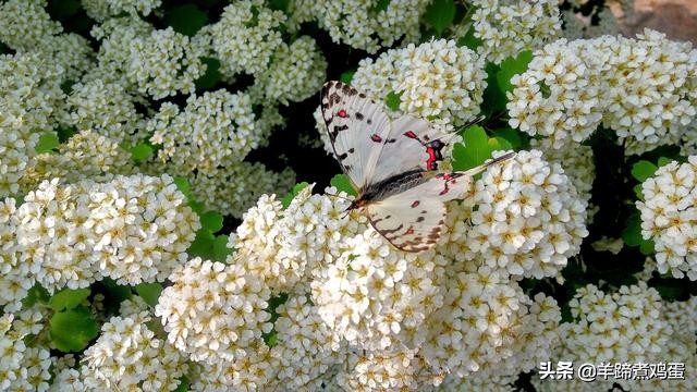 游玩北京香山公园之行,7月的北京香山公园图片