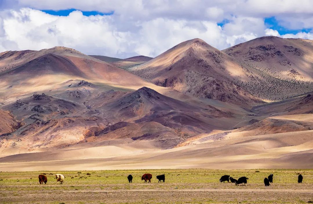 谁在保护金丝猴,谁在保护北极熊
