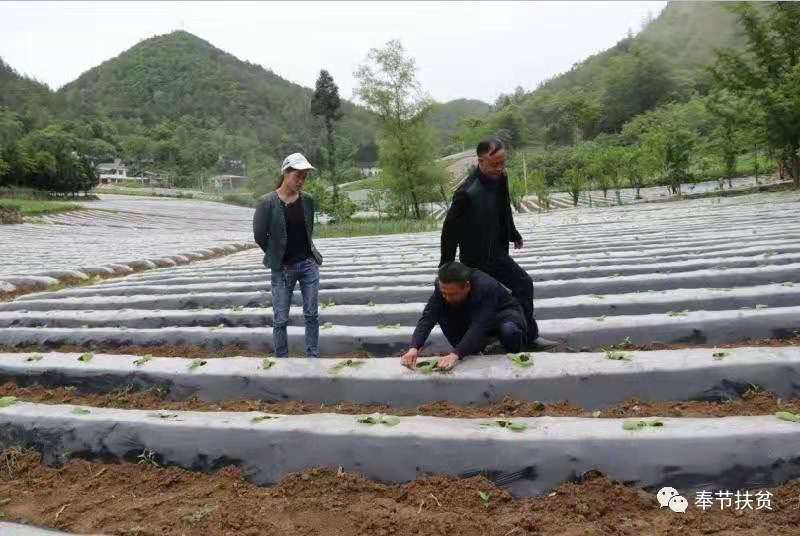 重庆市酉阳县摆手舞,摆手舞重庆