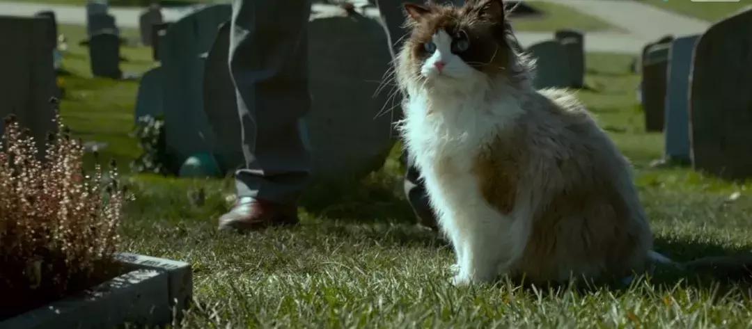 你知道猫咪的一天是如何度过的吗,主人不在家猫咪为什么一直在睡觉