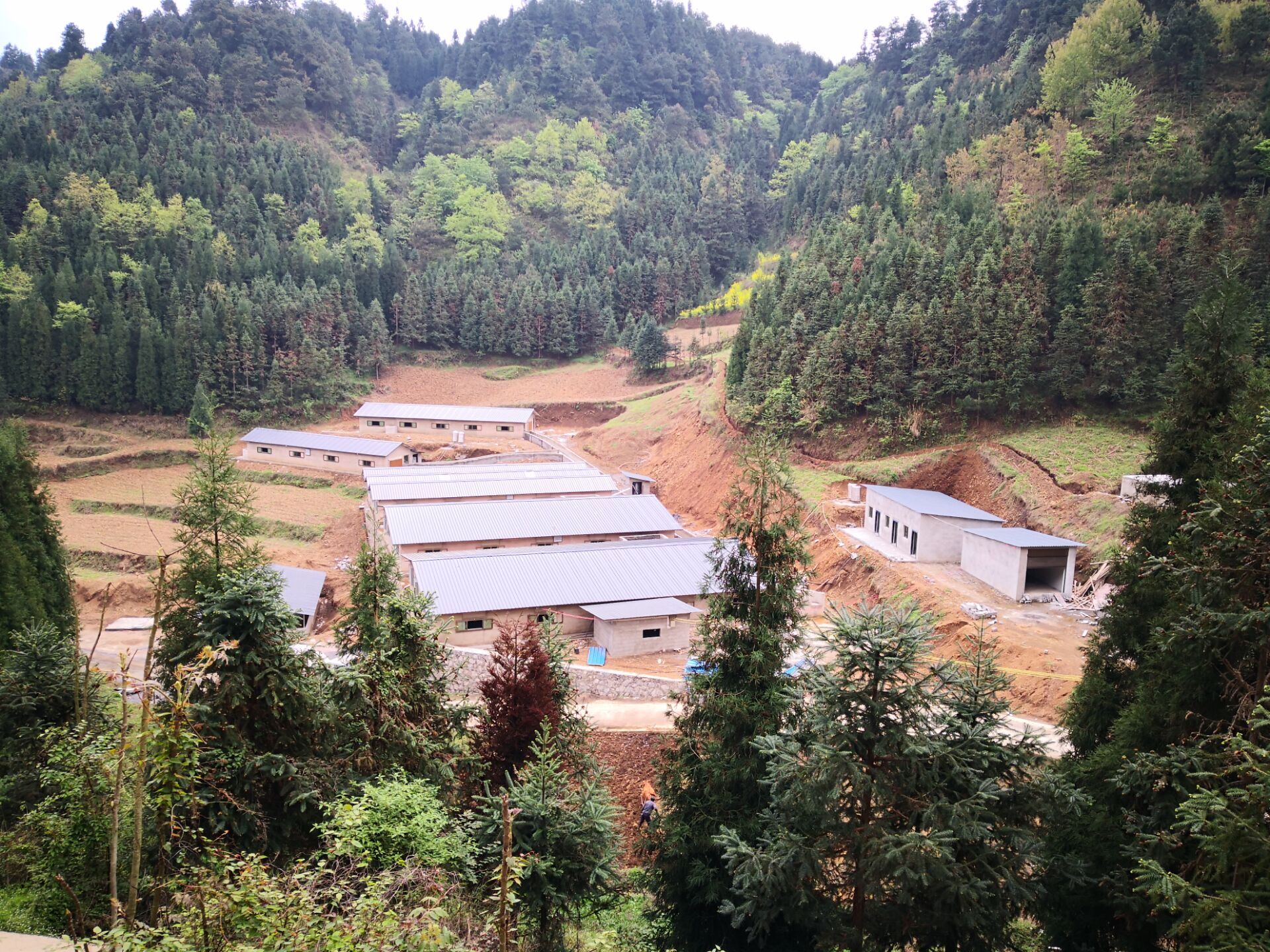 贵州省平坝县齐伯村,平坝齐伯养猪场