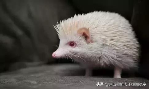 这60种罕见动物你见过几个,60种灭绝的动物