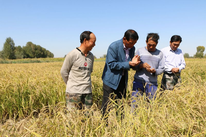稻田养鱼致富新模式,稻田养蟹探索乡村产业发展新模式