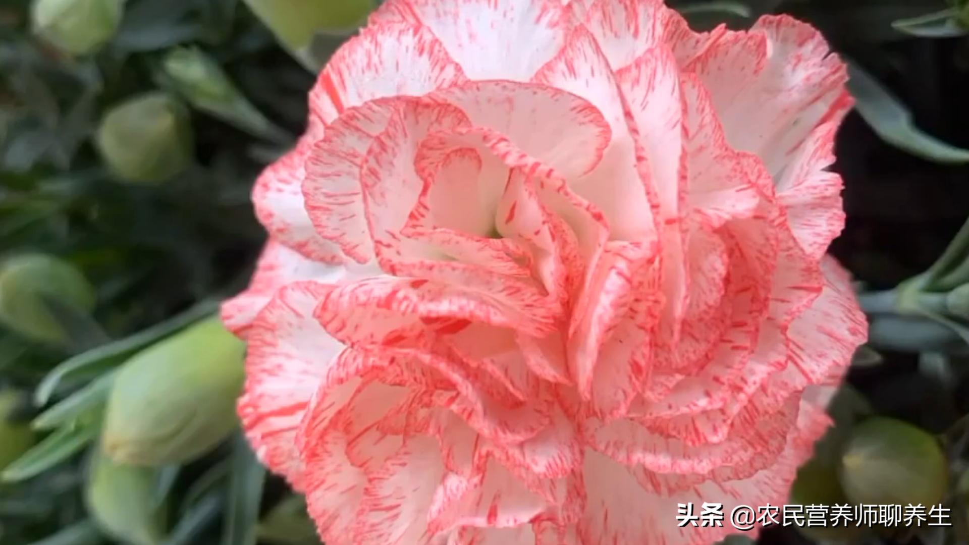 康乃馨茶泡水,泡一壶茶闻淡淡花香