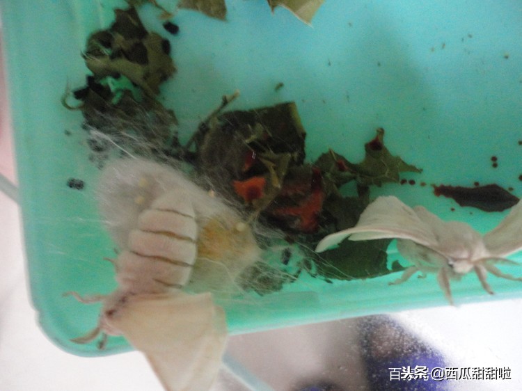 小朋友的蚕结茧了,蚕宝宝变成蛹以后多少天变成飞蛾