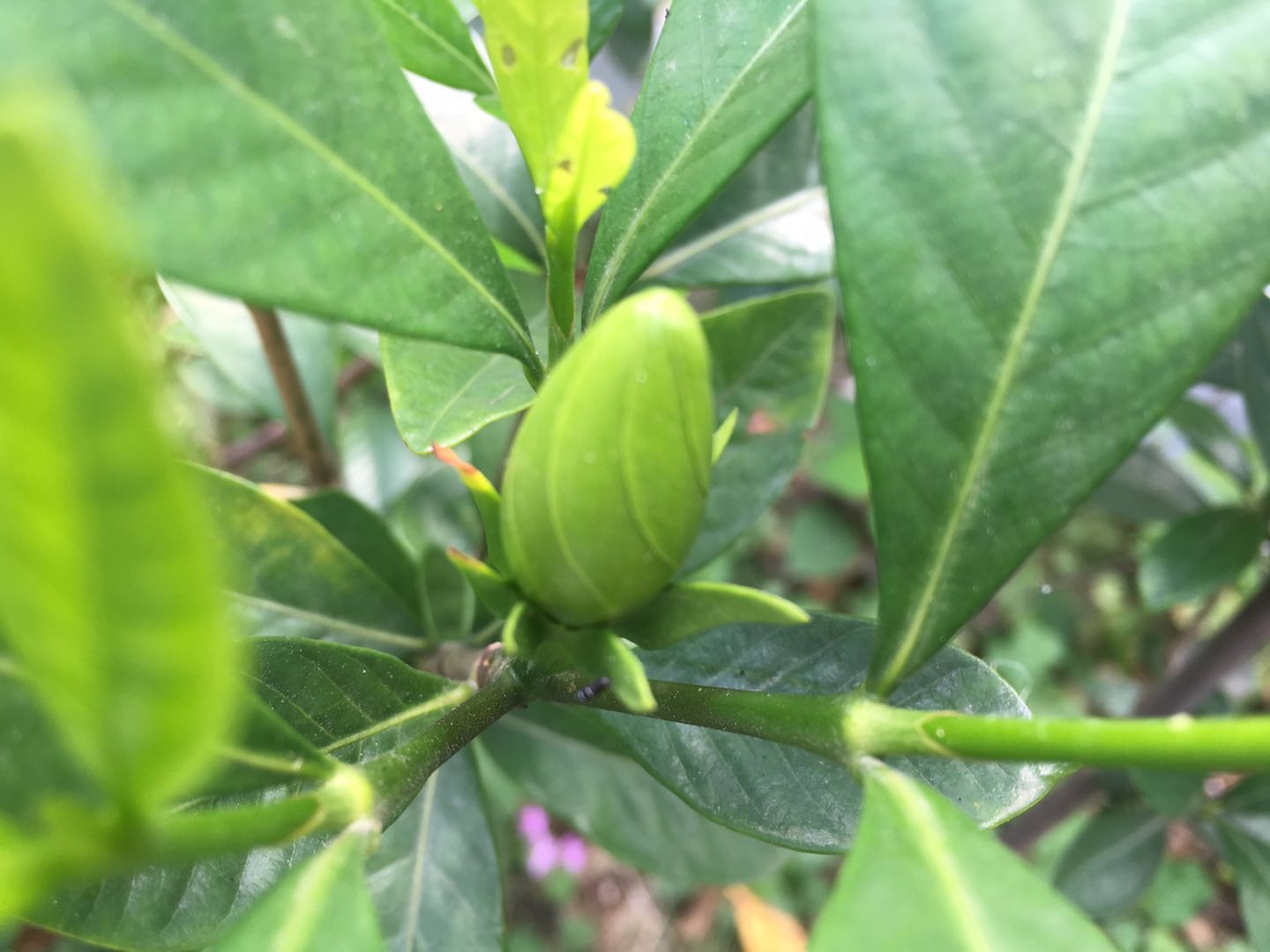 黄蝉十分清新亮丽,如何养护才能美观、花多呢?我们来看看