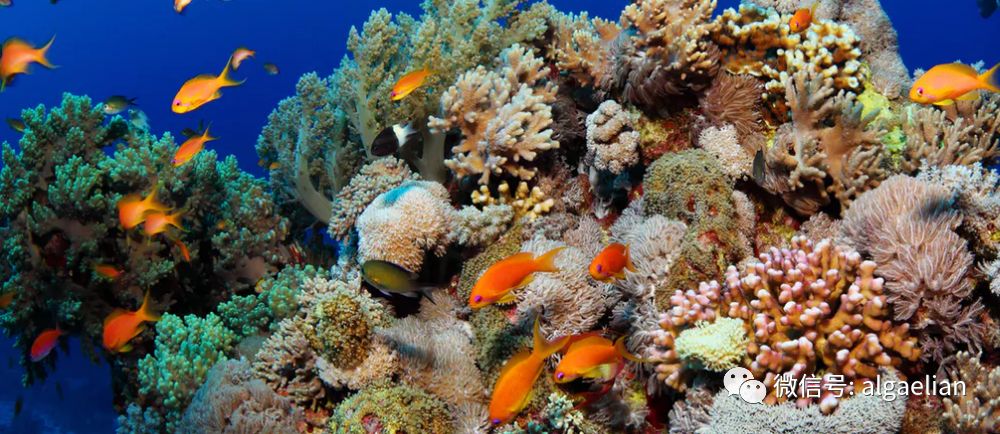 海蛞蝓和寄生虫,海蛞蝓和藻类的关系