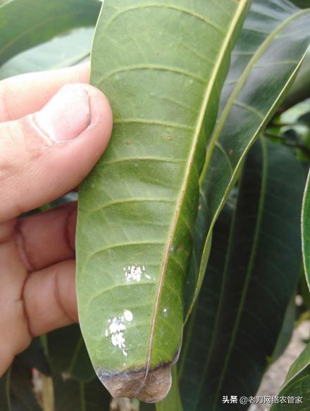 芒果叶子全干是什么病,芒果有虫子打什么药