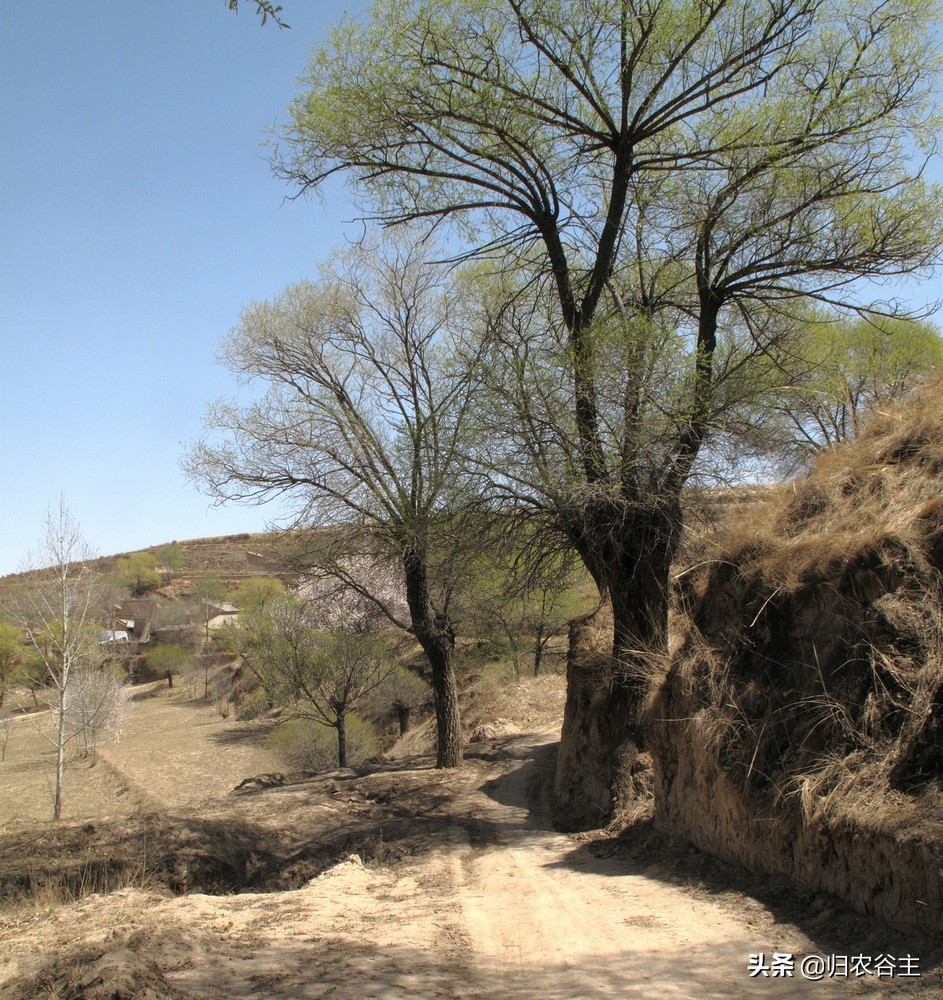 田里庄稼的颜色用四个字怎么形容,庄稼成熟的颜色
