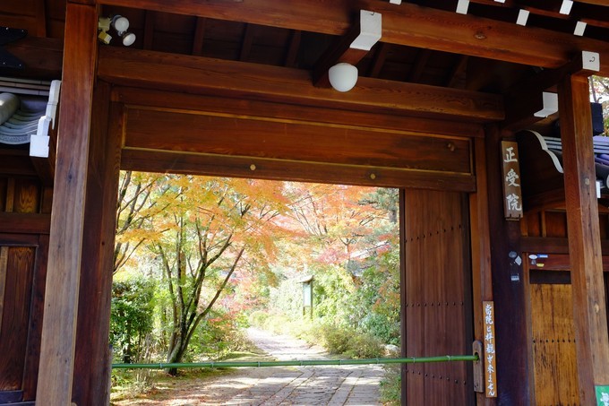 京都赏枫2022,京都赏枫必去景点有哪些好玩的