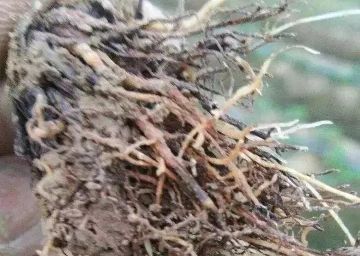 草莓缺钙的症状有哪些,草莓花托枯焦是什么原因