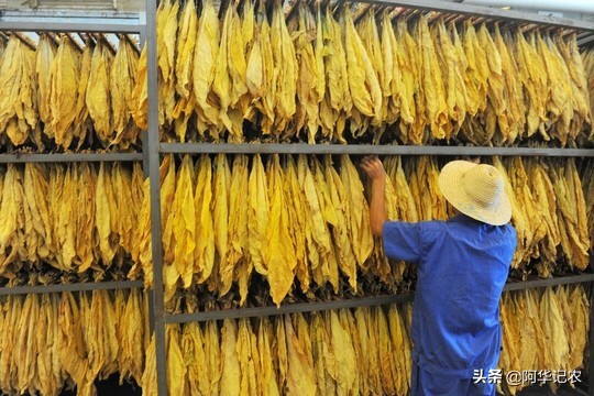 怎么样烘烤烟叶视频,怎样烘烤中部烟叶