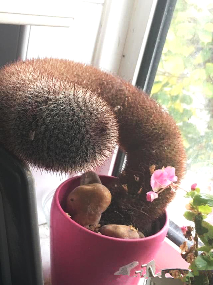 仙人球金刚丸怎么养,猩猩丸仙人球越来越小