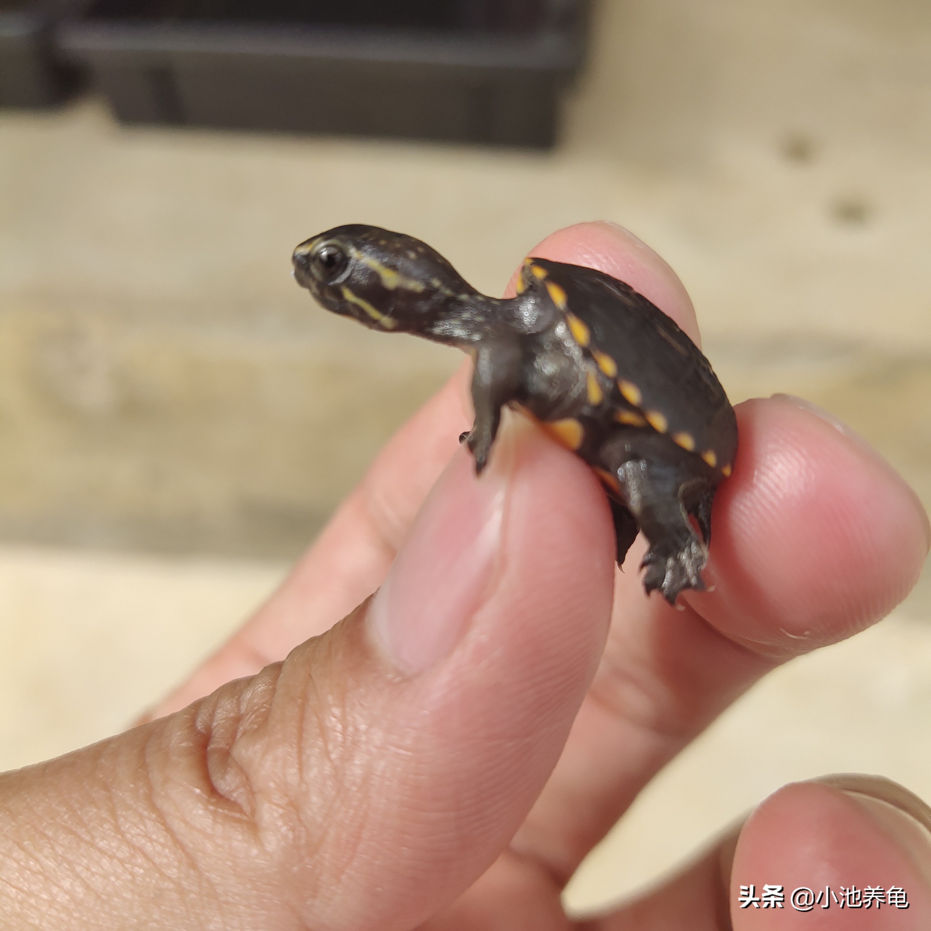 新手养什么龟比较好养,新手养龟方法养什么龟最好