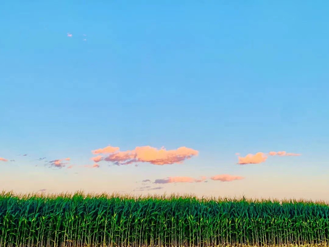 王龙：青贮收获行业大有可为