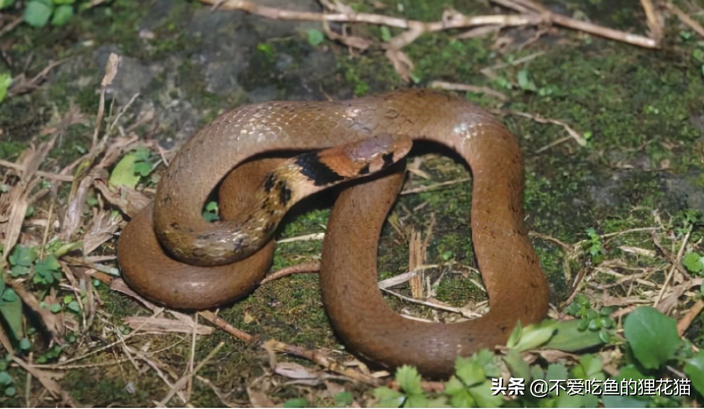 带你认识我国分布的劲槽蛇属蛇类，虎斑颈槽蛇遍布祖国大江南北