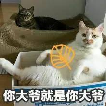 养猫常备药物推荐,铲屎官必备驱虫药
