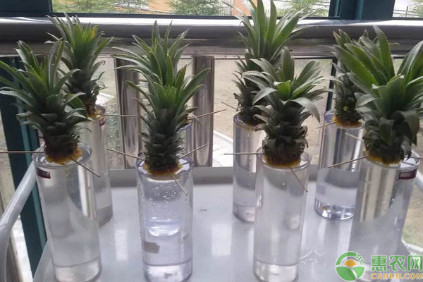 菠萝水培种植方法,菠萝种植技术视频