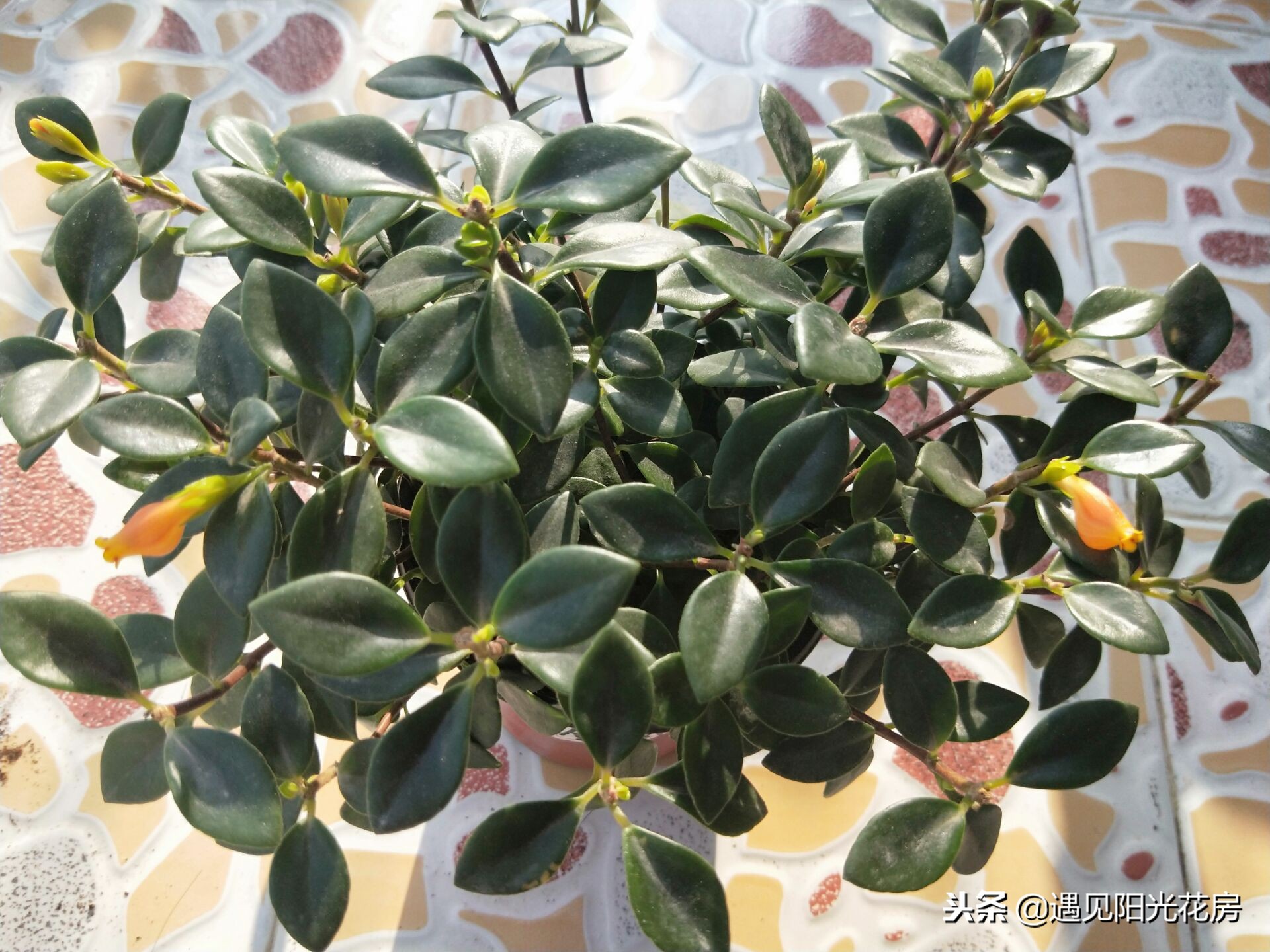 金鱼吊兰冬天怎么养能施肥吗,金鱼吊兰开花后像小金鱼一样漂亮