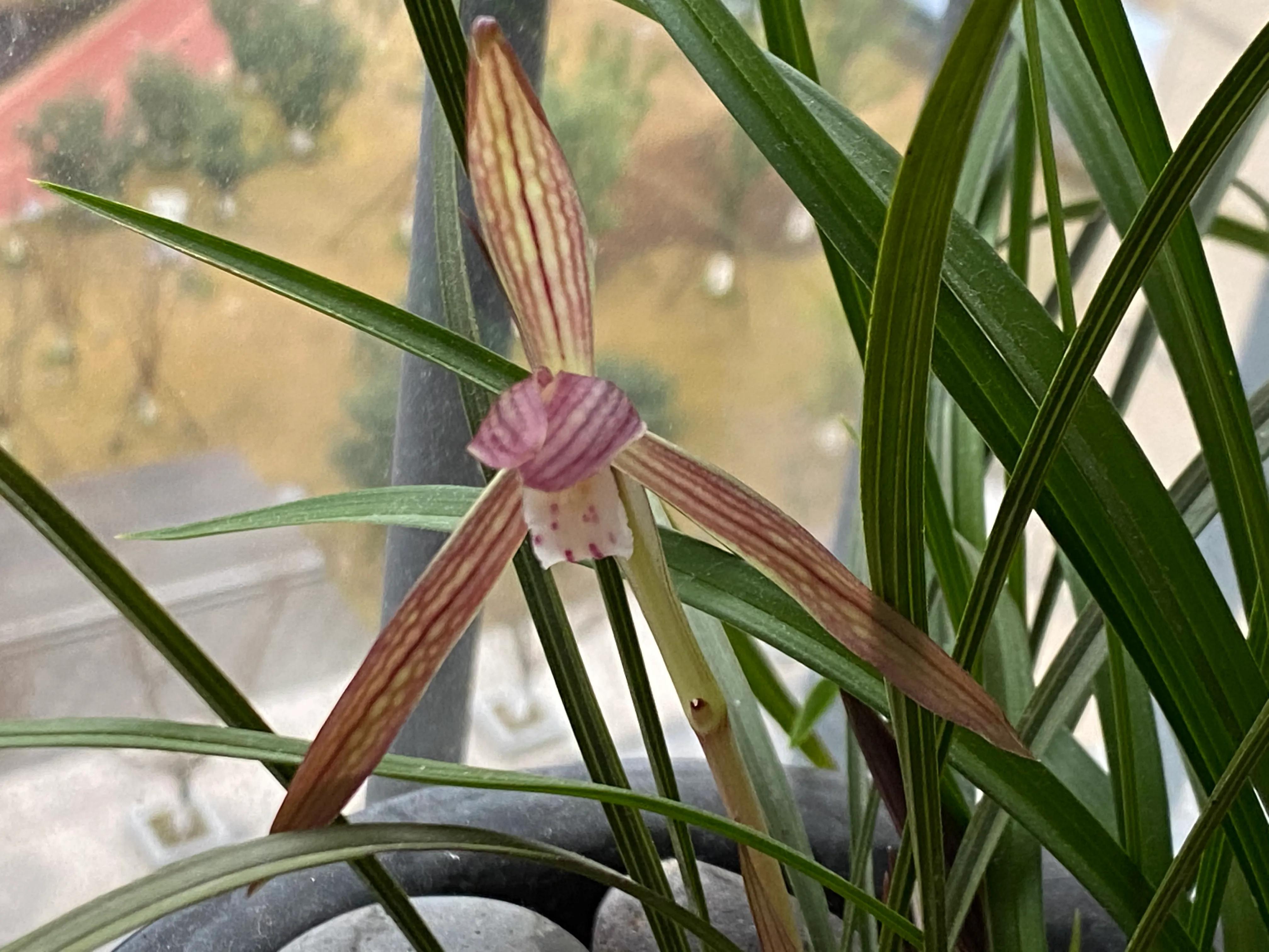 最具代表性中华文化符号及特征是什么？