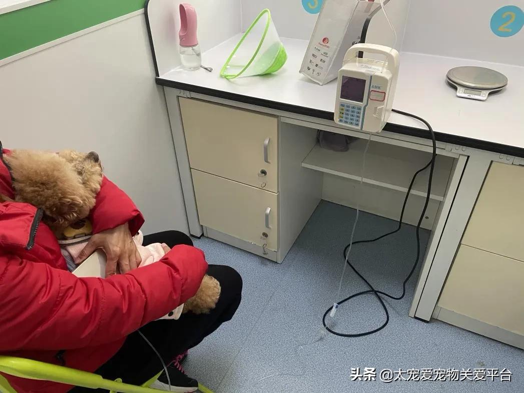 十二指肠溃疡丨太宠爱理赔案例南京天圆宠物医院