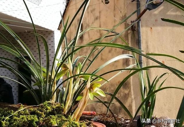 春兰从花苞到开花的过程,春兰花苞什么时候开始开花