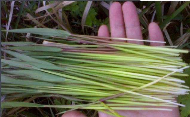 安徽宿松:农村不得不说的天然野味,80、90后肯定都吃过