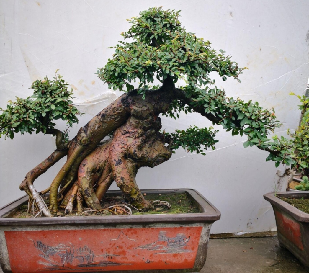 榆树疙瘩怎么制作盆景,榆树老桩丛林式盆景制作