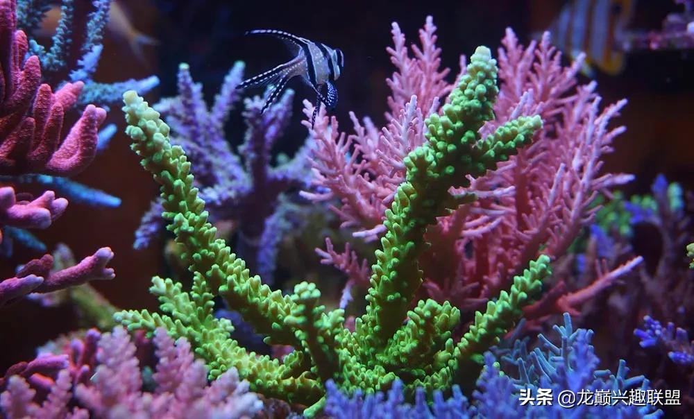 惊cry！90cm海缸竟然饲养77种生物，你敢挑战吗？